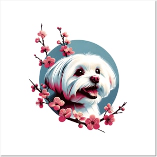 Joyful Maltese Embraced by Spring Cherry Blossoms Posters and Art